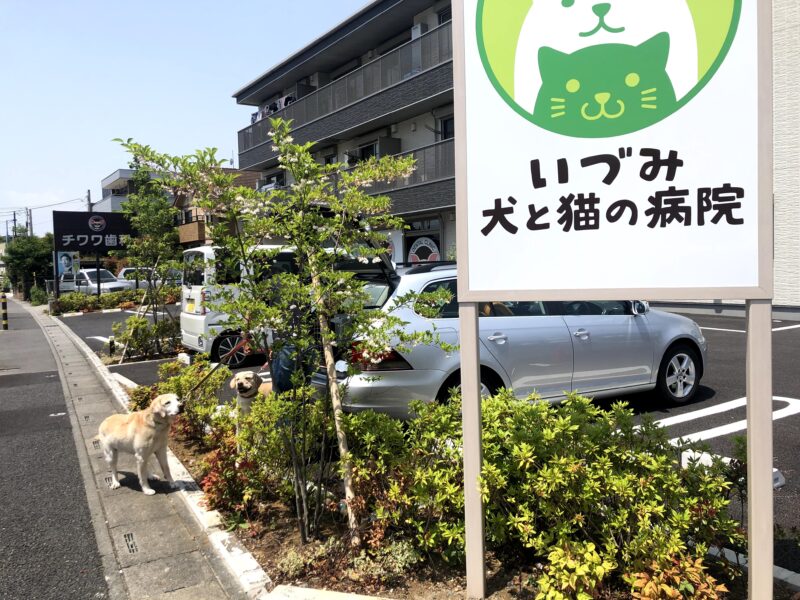 動物病院へ行くラブラドール