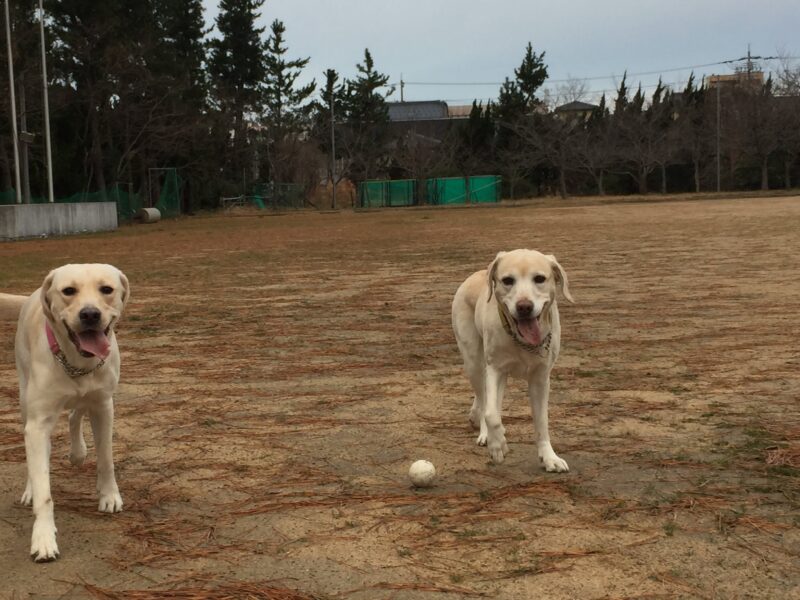 運動場でボール遊び中のラブラドール