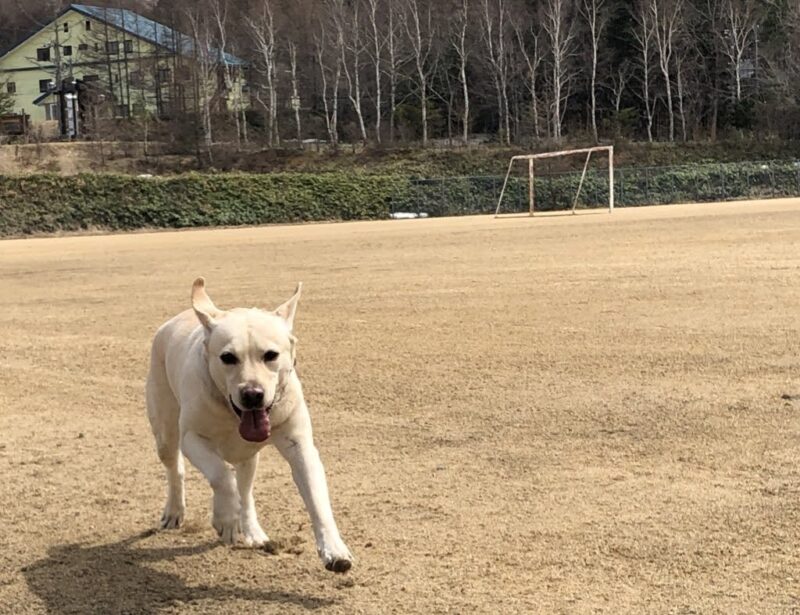 グランドを走るラブラドール