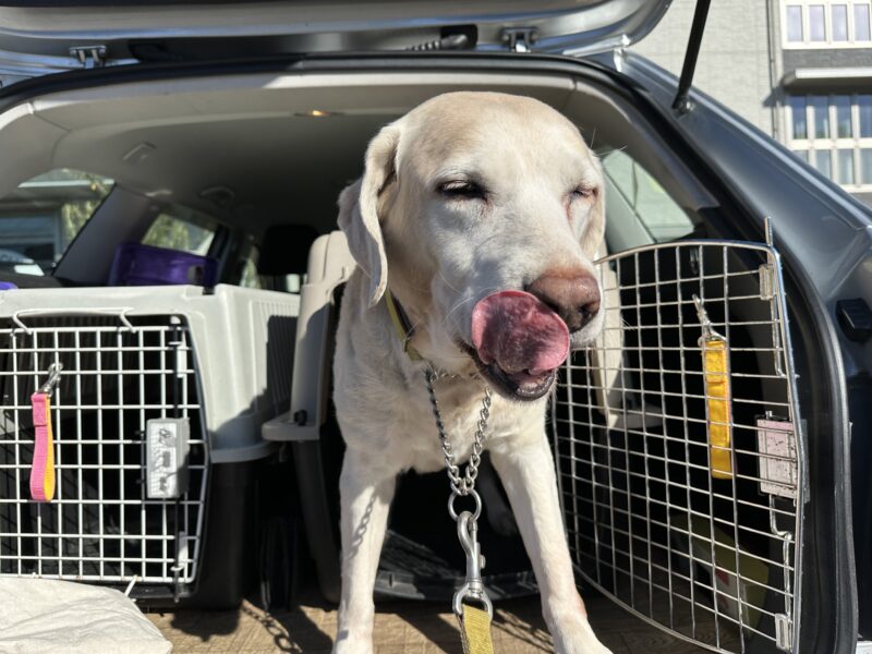 犬の老化は後ろ足から。大型犬にはステップとスロープどっちがいい