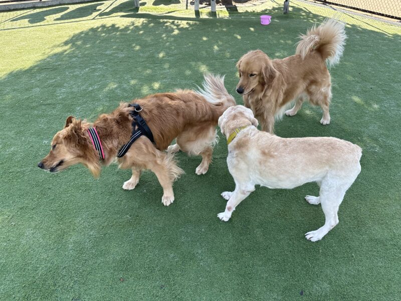 ドッグランで遊ぶ大型犬