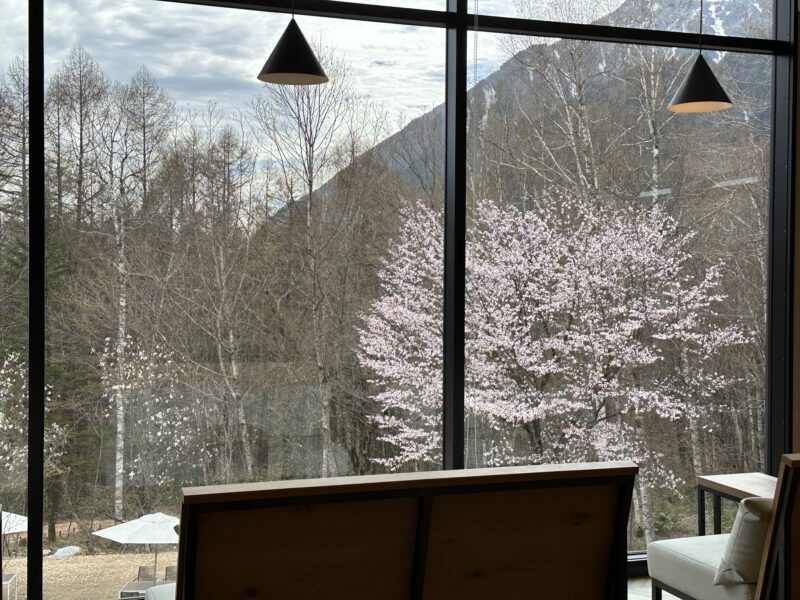 しらかば平駅2階の窓から見える満開の桜（春）