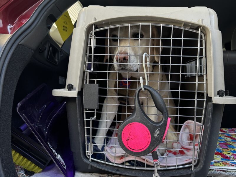 クレートに入るラブラドール