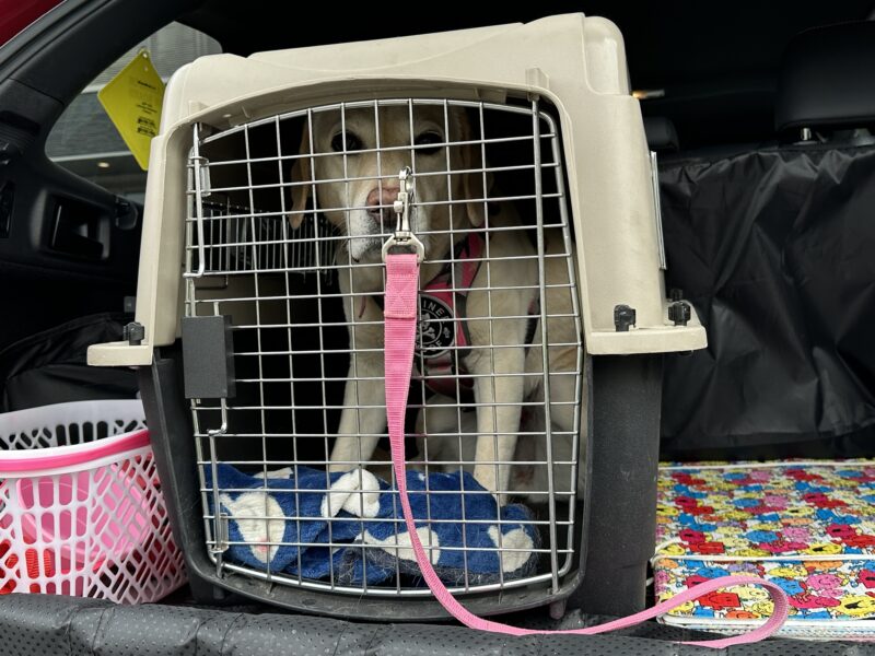 ウルトラバリケンネルMに入るラブラドール