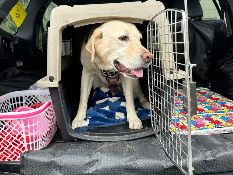 ウルトラバリケンネルに入るラブラドール