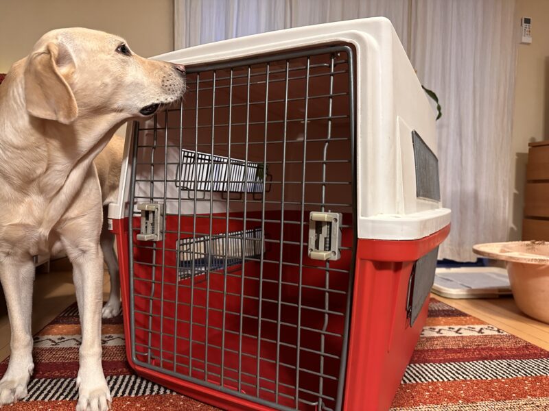 アイリスオーヤマのエアトラベルキャリーL