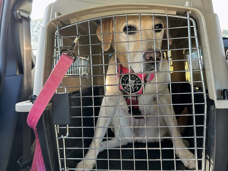 ウルトラバリケンネルに入るラブラドール