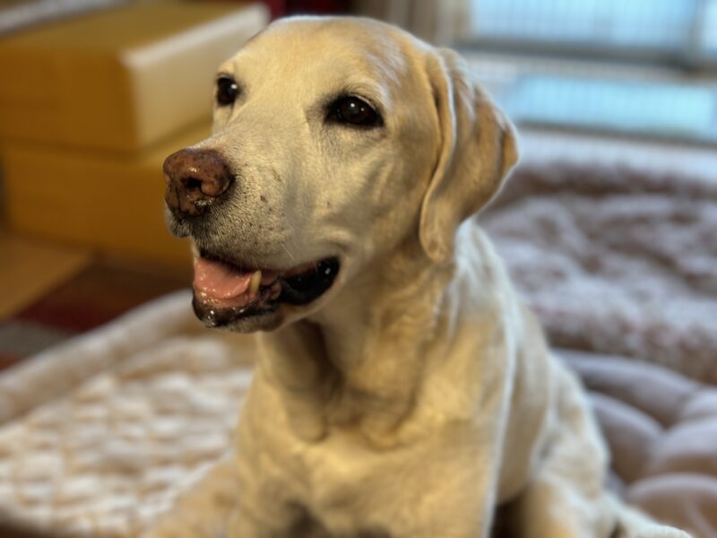 先代犬めい。ラブラドール