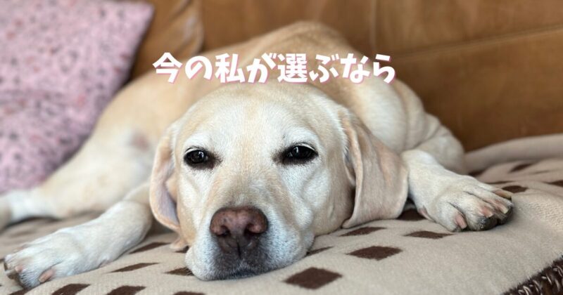 ソファでくつろぐ腎臓病のラブラドール・桃