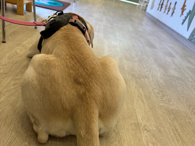 動物病院で診察を待つラブラドール