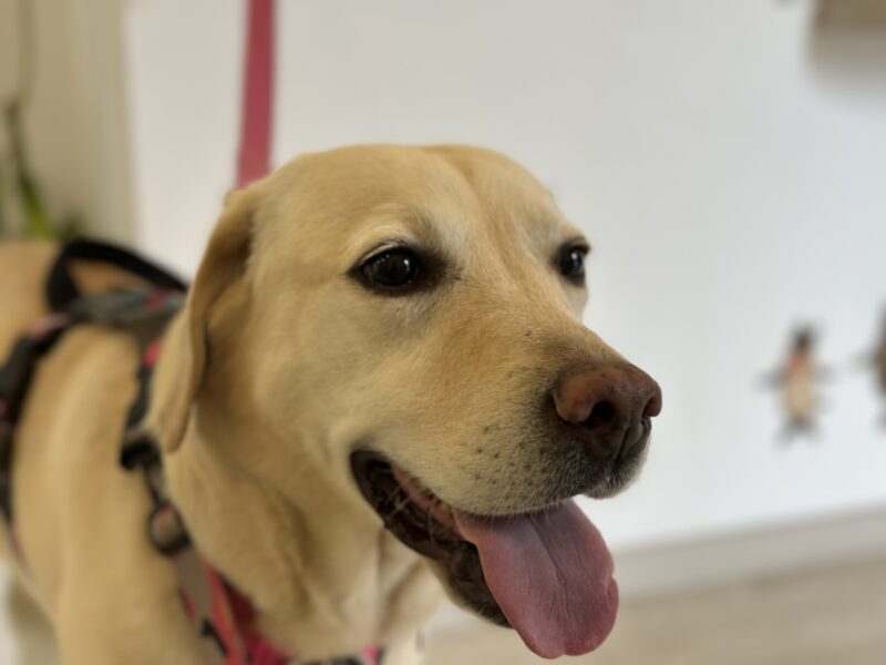 動物病院の診察を待つラブラドール