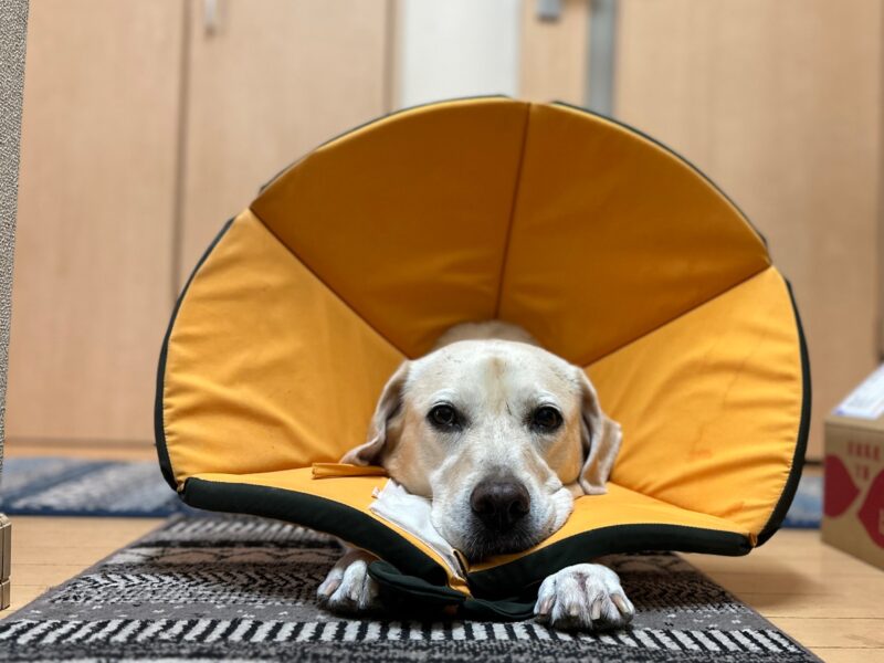 エリザベスカラー装着のラブラドール