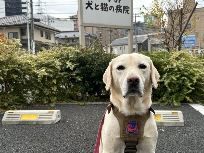 動物病院前のラブラドール