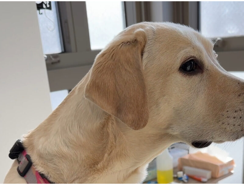 動物病院診察室の真剣な表情のラブラドール