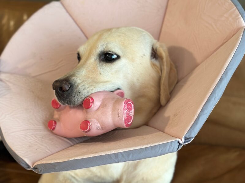 エリザベスカラーをするラブラドール