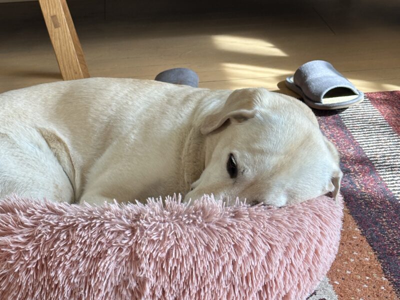 犬用ベッドで丸まって眠るラブラドール