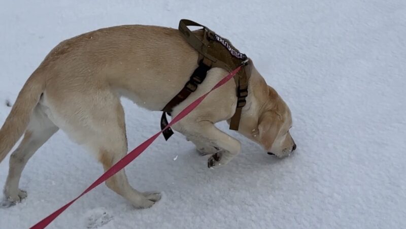 雪道を歩くラブラドール