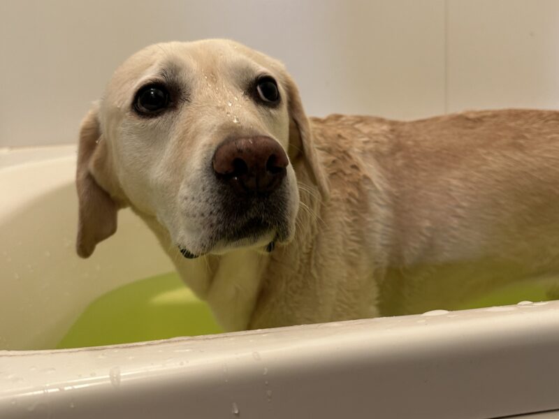 お風呂に入るラブラドール