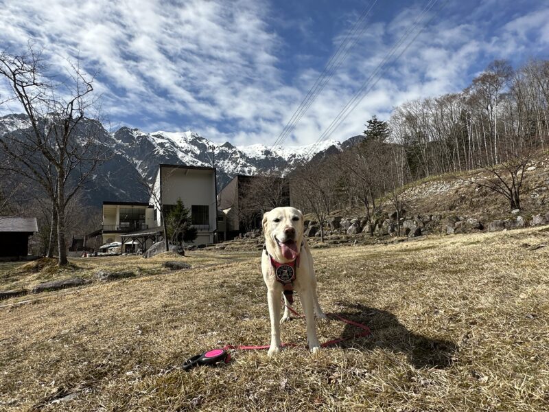 新穂高しらかば平駅周辺を散歩するラブラドール桃と雪山（春）