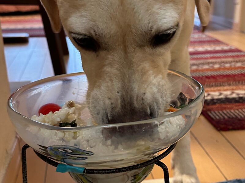 手作りごはんを夢中で食べるラブラドール桃