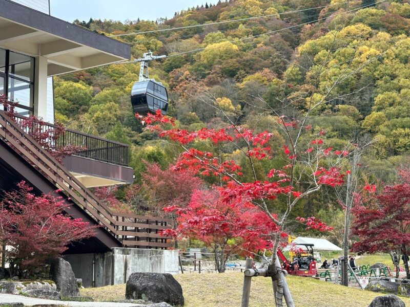 真っ赤なもみじと新穂高第2ロープウェイのゴンドラ（しらかば平駅・2026年10月）