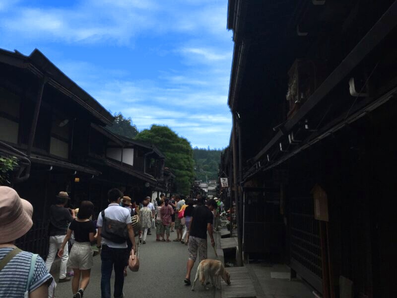 高山の古い町並みを歩く先代のラブラドールめい（2015年）